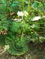 Begonia pilifera