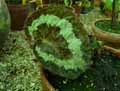 Begonia rex