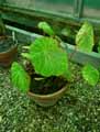 Begonia scapigera