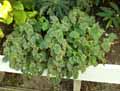 Begonia schmidtiana