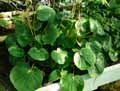 Begonia serratipetala