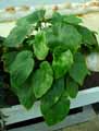 Begonia silletensis