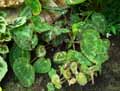 Begonia sizemorae