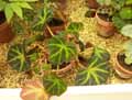 Begonia soli-mutata