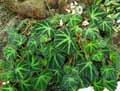 Begonia soli-mutata