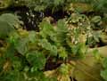 Begonia sp.