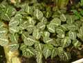 Begonia sp.