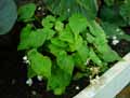 Begonia stictopoda