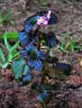 Begonia subnummularifolia
