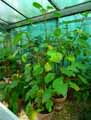 Begonia sulcata