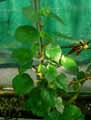 Begonia sunorchis