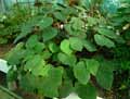Begonia toledana