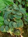 Begonia tomentosa