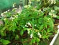 Begonia ulmifolia
