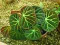 Begonia versicolor