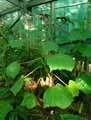 Begonia vitifolia ssp. grandis