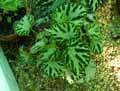 Begonia x Otto forster