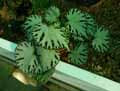 Begonia x Silver Jewell