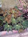 Begonia x boweri