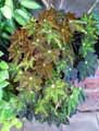 Begonia x boweri
