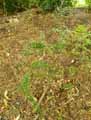 Berberidaceae-Berberis-Darwinii-Vinettier-de-Darwin-Epine-vinette-de-Darwin.jpg