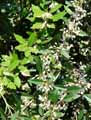 Berberidaceae-Berberis-bergmanniae-Berberis.jpg