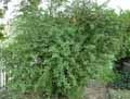 Berberidaceae-Berberis-brachypoda-Berberis.jpg