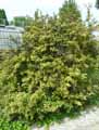 Berberidaceae-Berberis-canadensis-Berberis-du-Canada.jpg