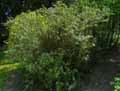 Berberidaceae-Berberis-julianae-Epine-vinette-de-Juliana-Vinettier-de-Juliana.jpg