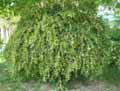 Berberidaceae-Berberis-sanguinea-Berberis.jpg