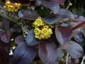 Berberidaceae-Berberis-thunbergii-Epine-vinette-Vinettier.jpg