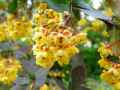 Berberidaceae-Berberis-thunbergii-atropurpurea-Epine-vinette-de-Thunberg-20131124102612.jpg