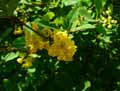 Berberis virescens