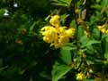 Berberis virescens