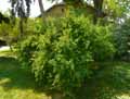 Berberidaceae-Berberis-virescens-Berberis.jpg