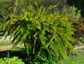 Berberis vulgaris