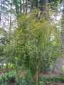 Berberis vulgaris