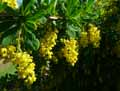 Berberidaceae-Berberis-vulgaris-Berberis-commun-Epine-vinette-Pisse-vinaigre-Vinettier.jpg