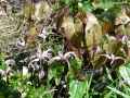 Epimedium x Delabroye