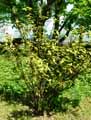Mahoberberis x aquisargentii