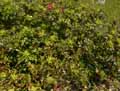 Mahonia aquifolium