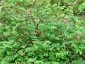 Mahonia aquifolium