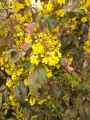Mahonia aquifolium