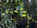 Mahonia aquifolium