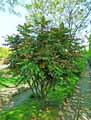 Mahonia bealei
