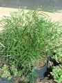 Mahonia eurybracteata Soft Caress, Mahonia Confusa