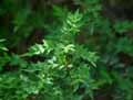 Mahonia haematocarpa