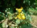 Mahonia x Wagneri Hasting Elegant
