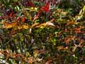 Nandina domestica