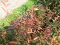 Nandina domestica